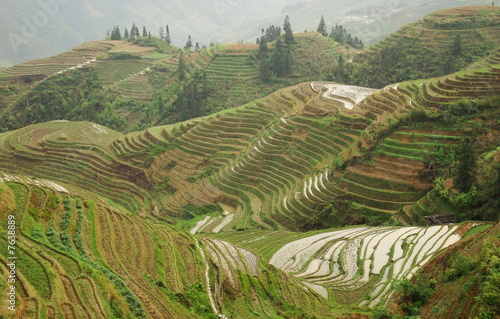 riziere en terrasse, region guangxi, chine