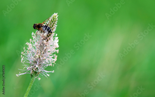 Bienenfleiß