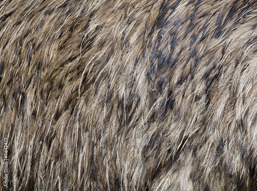emu feathers