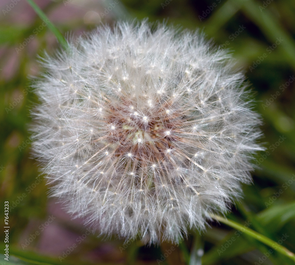 Fototapeta premium dandelion