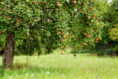 Apfelbaum auf Streuobstwiese photo