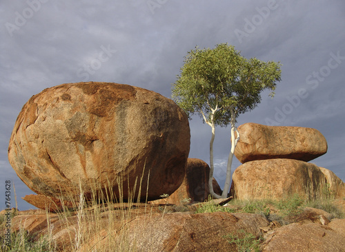 Boulder and Tree
