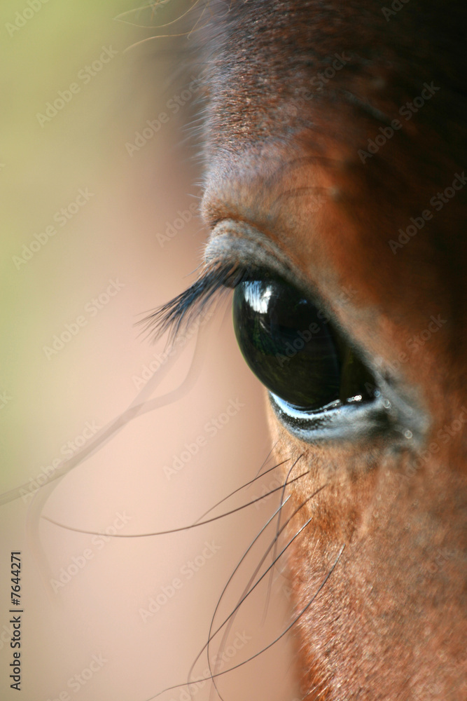Naklejka premium Horse eye