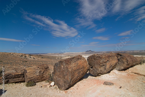 Petrified Woods in Patagonia