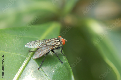 fly sitting on leaf