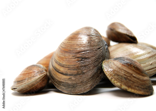 clams