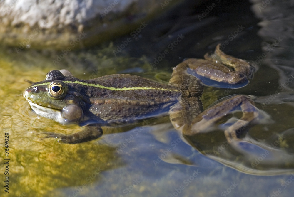 Frog calling the partner for mating. Frog calling the partner for mating.