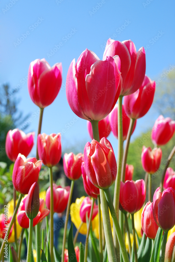 Tulips. Soft focus - focus on the tulip flower in center. Tulips. Soft focus - focus on the tulip flower in center.