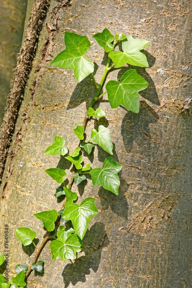 green ivy green ivy