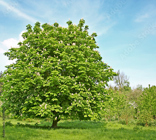 chestnut tree with blossom