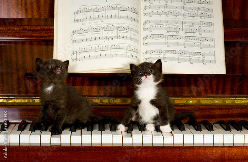 Small kittens