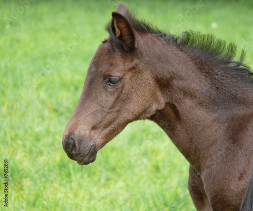 Kopfbild : Trakehner-Fohlen