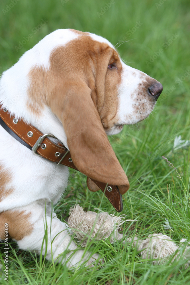 brown puppy Basset Hound