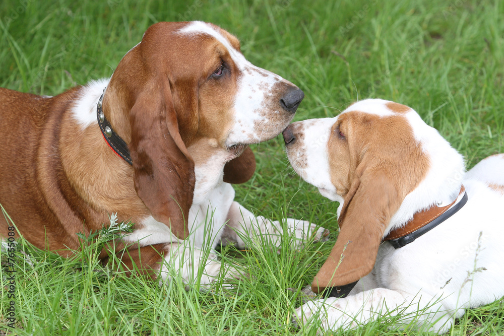 two brown puppies Basset Hound