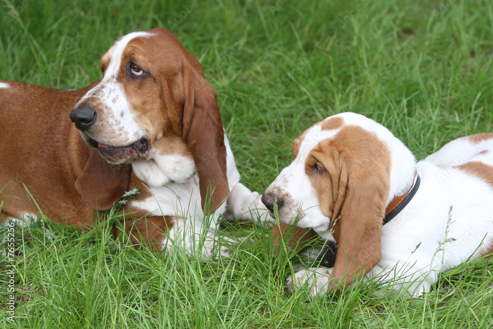 two Basset Hound