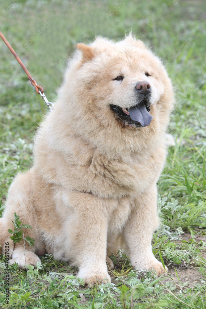 chow-chow chow-chow