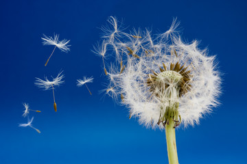 Fotobehang Paardenbloem Paardenbloem met fijne witte pluis  © Brian Jackson