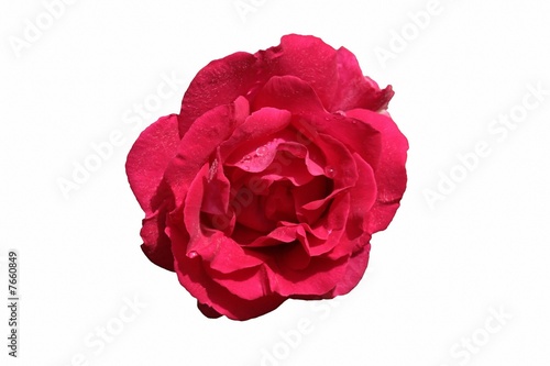 Rose rouge ouverte sur fond blanc