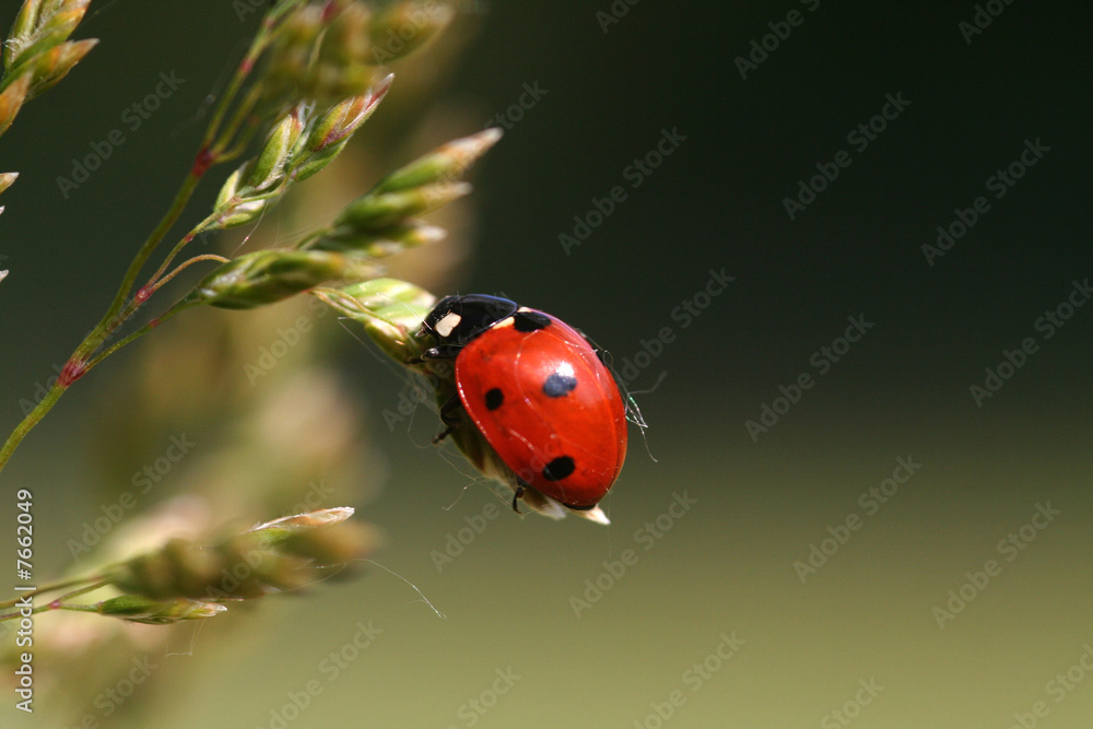 Obraz premium Marienkäfer