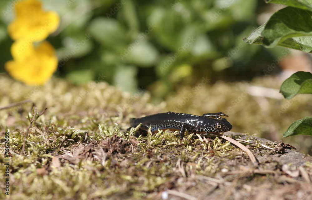 Naklejka premium Molch