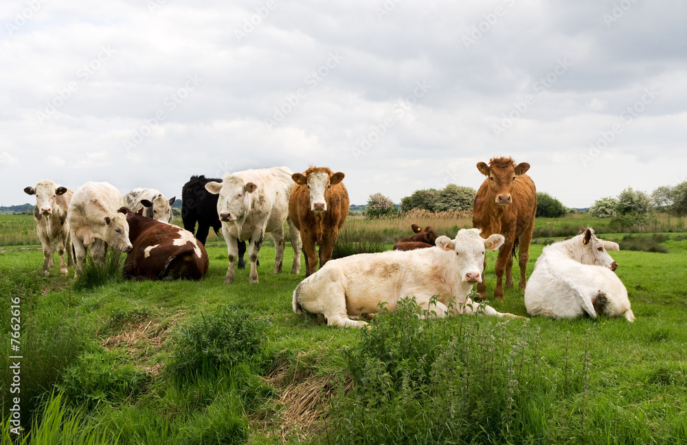 Cattle by river