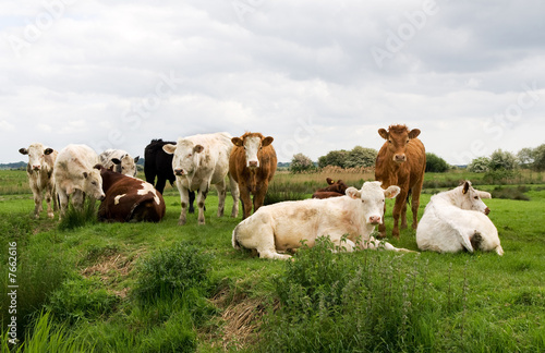 Cattle by river