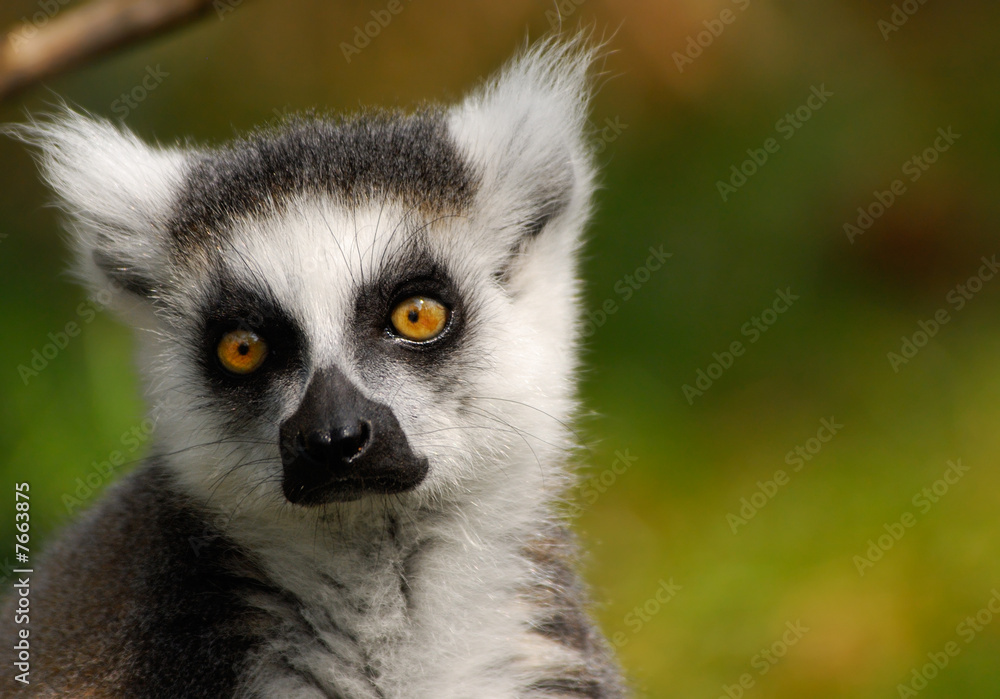 Fototapeta premium cute ring-tailed lemur