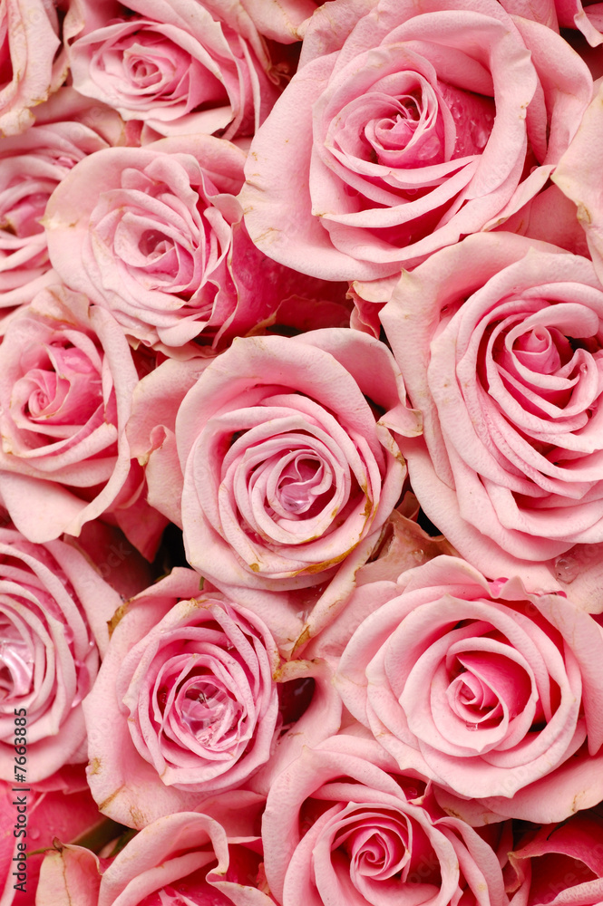 Pink roses closeup Pink roses closeup
