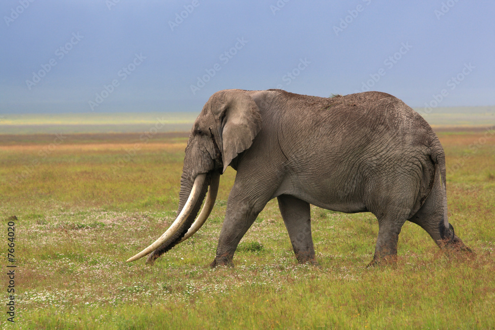 Fototapeta premium African elephant with huge tusk