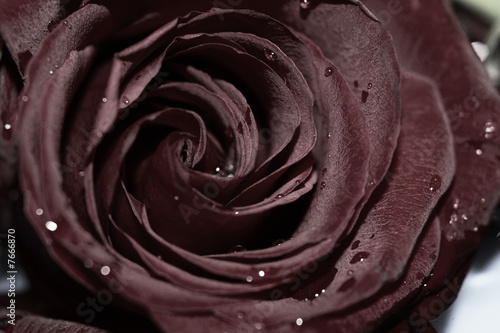 Black rose