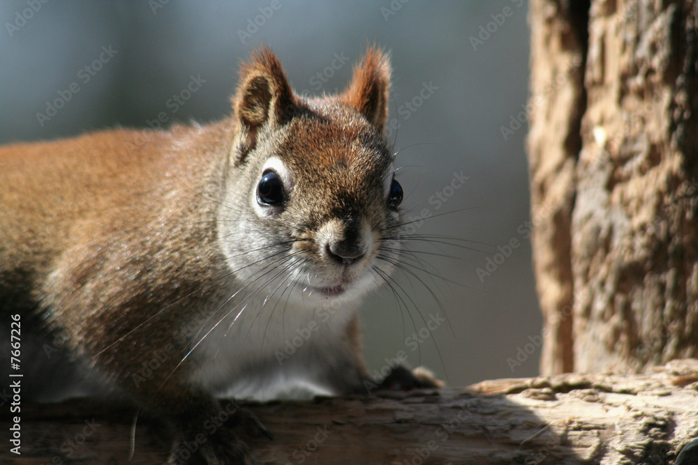 Naklejka premium Staring Squirrel