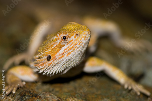 Bearded Dragon head