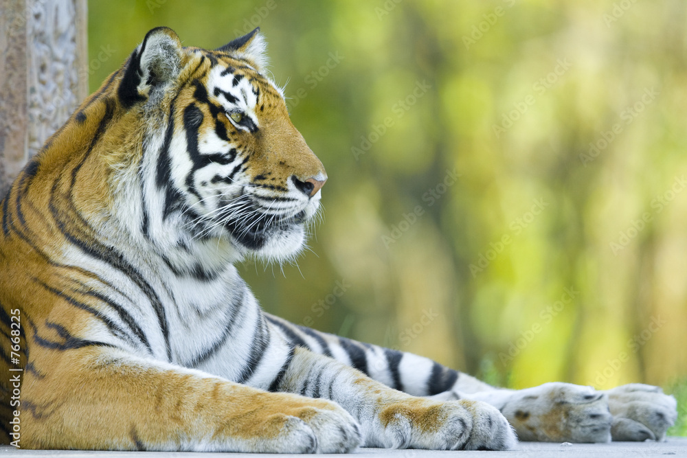 Obraz premium Resting tiger