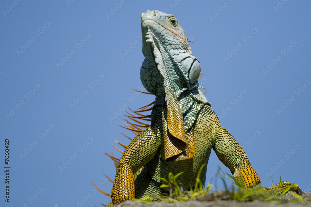 Obraz premium Iguana