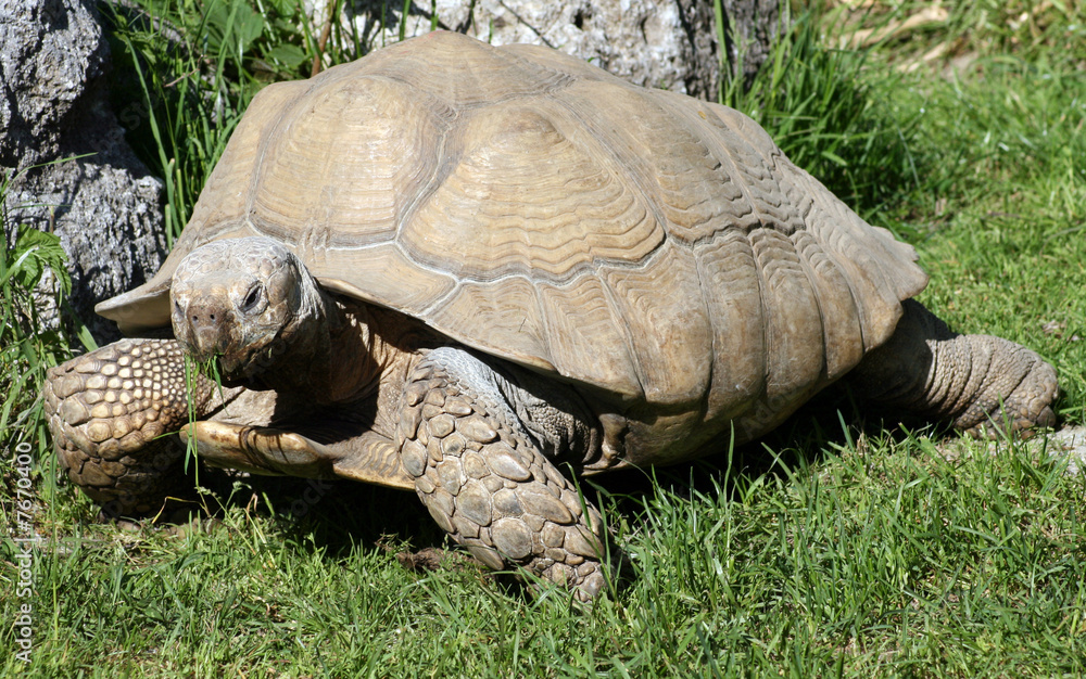 Obraz premium Schildkröte