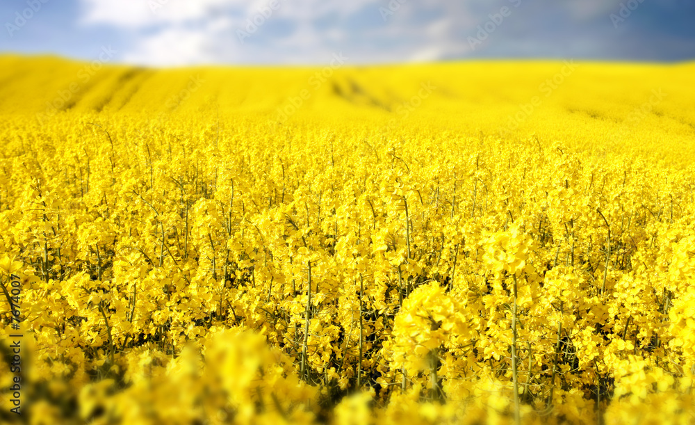 Fototapeta premium yellow field with oil seed rape in early spring