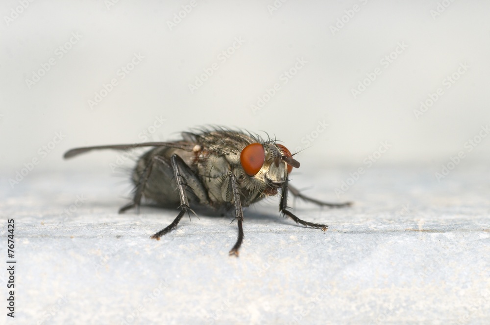 fly on the wall fly on the wall