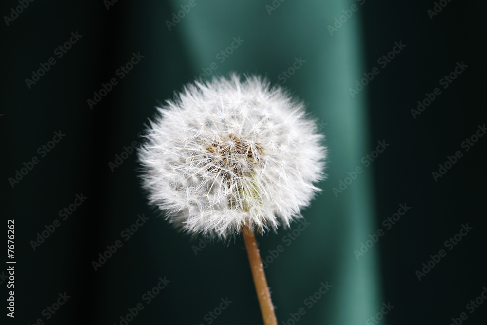 Fototapeta premium mniszek lekarski