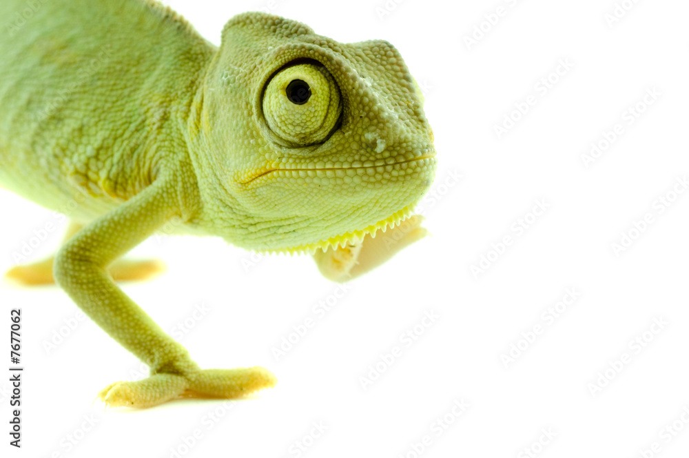 Fototapeta premium Chameleon. Isolation on white