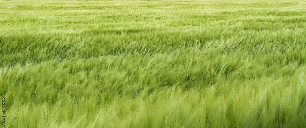 meadow meadow