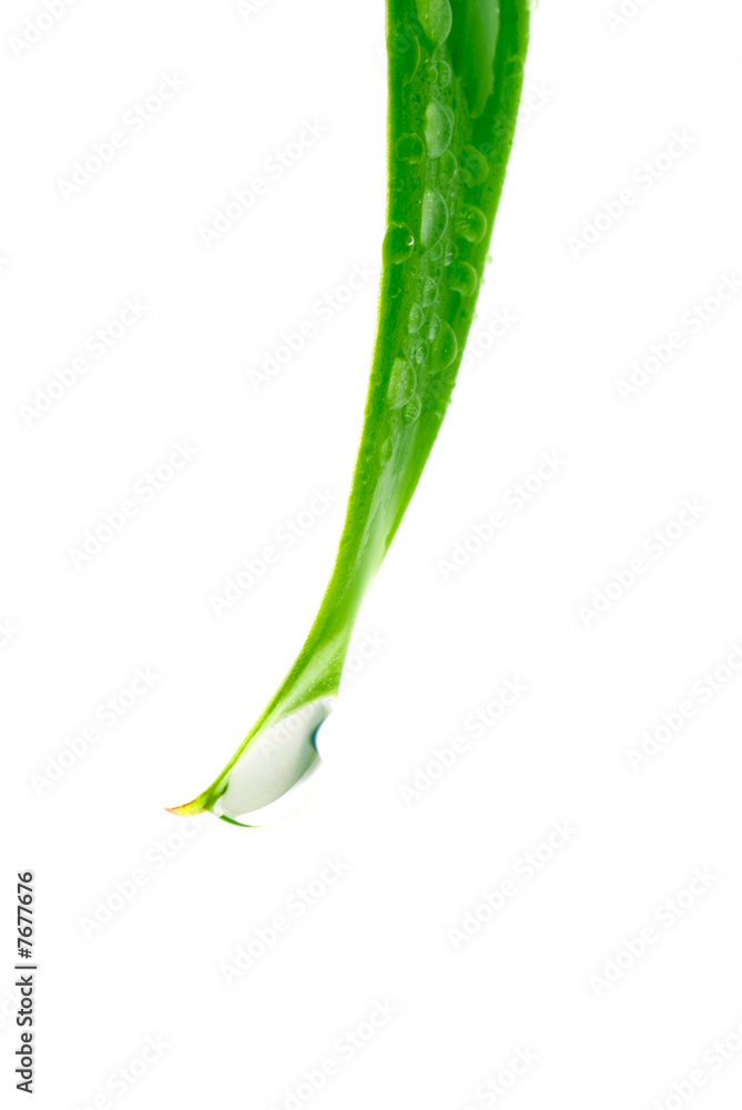 Green leaf. Isolation on the white. Green leaf. Isolation on the white.
