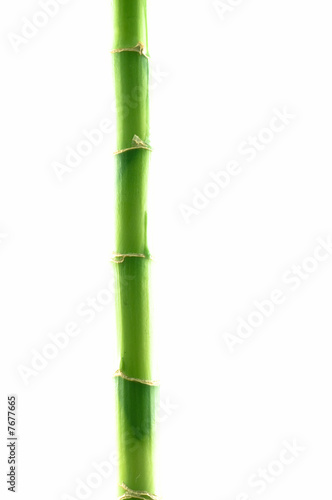 Branch of a bamboo. Isolation on white