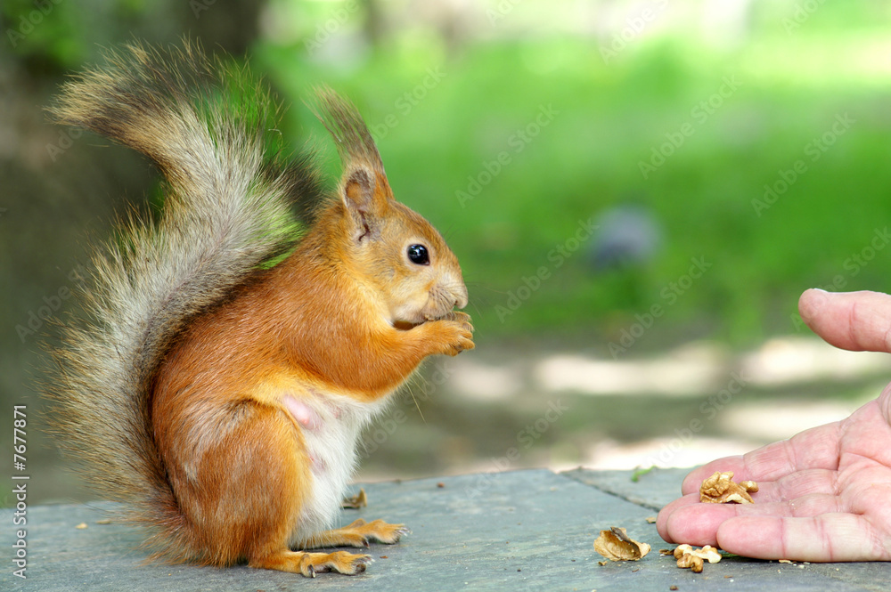 squirrel squirrel