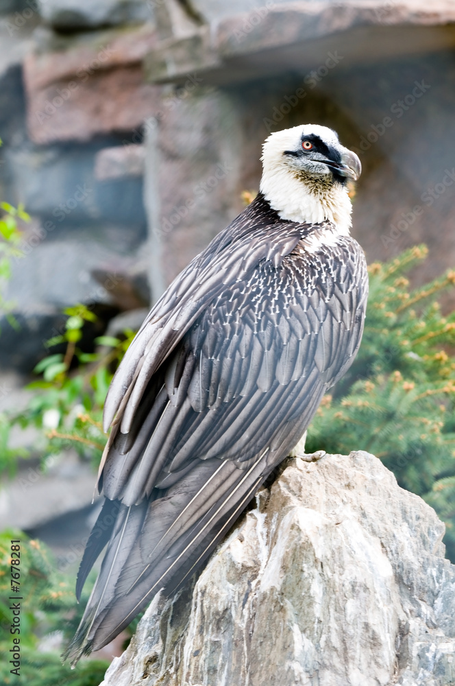 Fototapeta premium Gyps