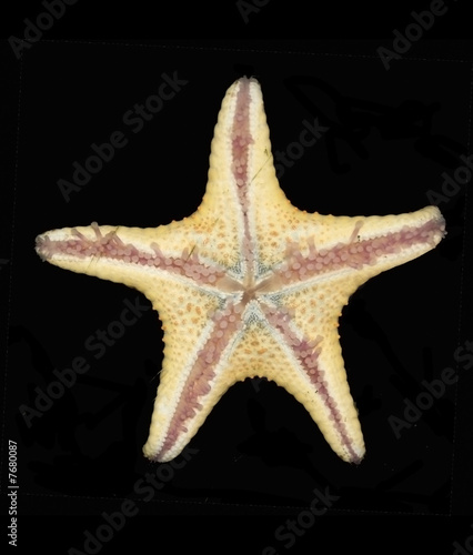 Star Fish with Black Background
