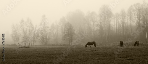 Fog