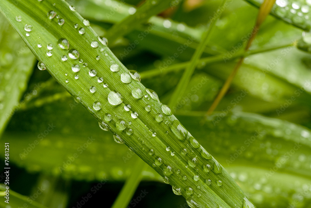 Green Leaf Green Leaf