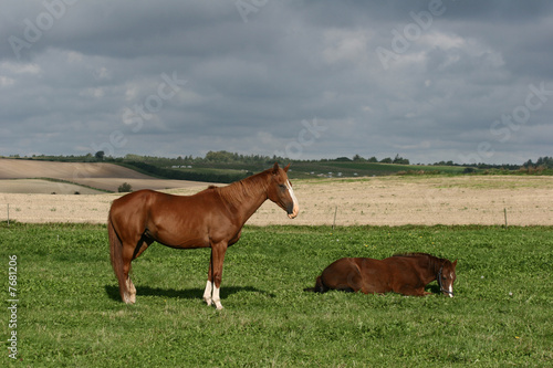 danish horses