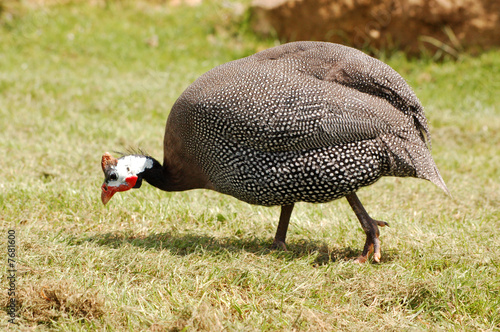 guinea fowl