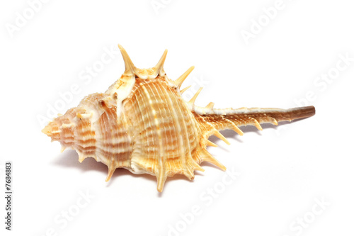 Thorn Conch Shell